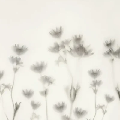 Rebel Walls, Astrantia Black & White