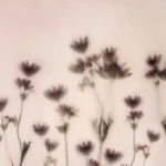 Rebel Walls, Astrantia Pink