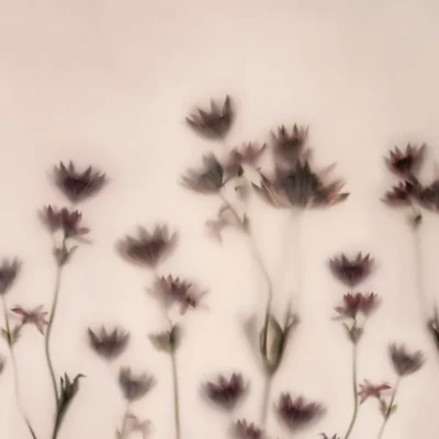 Rebel Walls, Astrantia Pink produktbilde