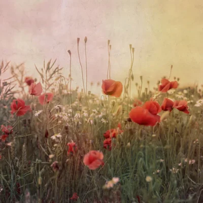 Rebel Walls, Poppy Field Dawn produktbilde av tapet