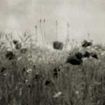 Rebel Walls, Poppy Field Vintage