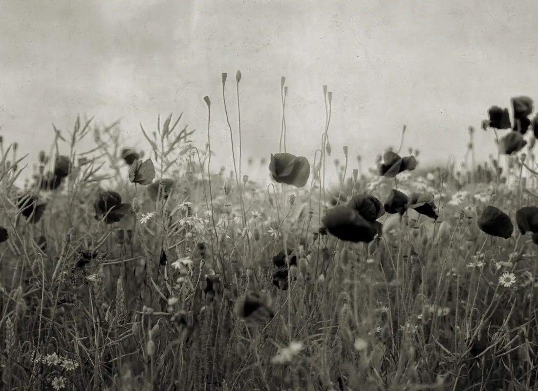 Rebel Walls, Poppy Field Vintage produktbilde