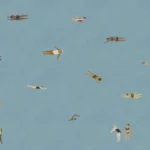 Rebel Walls, Swimmers Blue